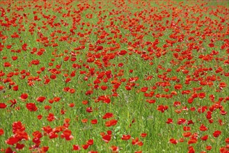 Field with flowering poppies (Papaver rhoeas), Franconia, Bavaria, Germany, Europe