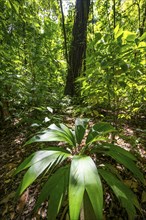 Tropical rainforest, dense green vegetation, Corcovado National Park, Osa, Puntarena Province,