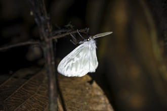 Hairy white moth, moth on a stem, at night in the tropical rainforest, Refugio Nacional de Vida