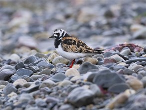 Ruddy Turnstone (Arenaria interpres), adult, summer plumage, resting on the seashore, Varanger,