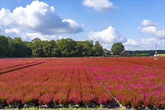 Outdoor area of a horticultural business, autumn plants, heather plants, bell heather, near