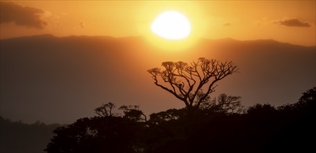 Treetops at sunset, silhouettes against the light, cloud forest, Monte Verde, Puntarenas province,