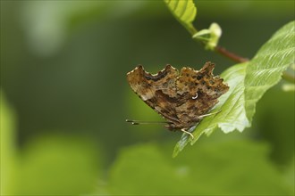 Comma butterfly (Polygonia c-album) adult insect resting on a Hazel leaf in a woodland, Suffolk,