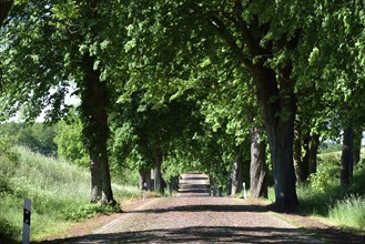 Europe, Germany, Mecklenburg-Western Pomerania, old avenue with cobblestones near Kaarz, Kaarz,