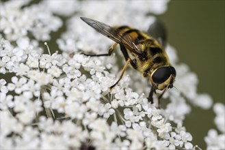 Common cone hoverfly (Myathropa floria), Emsland, Lower Saxony, Germany, Europe