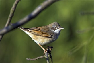 Whitethroat, songbird, (Sylvia communis), Bad Dürkheim district, Rhineland-Palatinate, Federal