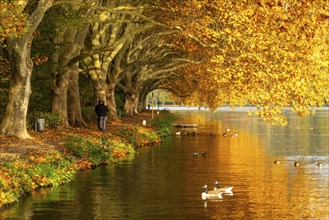 Platanen Allee, lakeside path on Lake Baldeney, near Haus Scheppen, in Essen, autumn, North