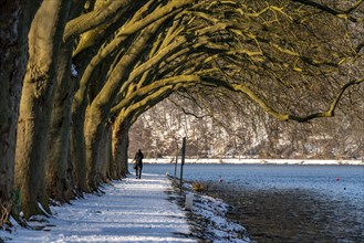 Winter, snowy landscape, winter walk at Lake Baldeney, plane tree avenue, lakeside path, at Haus