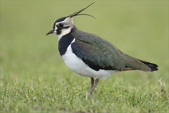 Northern lapwing (Vanellus vanellus) adult bird on grassland, Lincolnshire, England, United