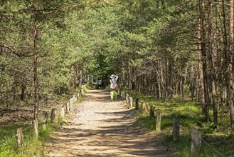 People, trees, circular hiking trail, Darßer Ort, Born a. Darß, Mecklenburg-Western Pomerania,