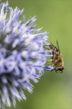 Tapered Dronefly (Eristalis pertinax), Emsland, Lower Saxony, Germany, Europe