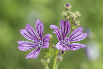 Common mallow (Malva sylvestris), Emsland, Lower Saxony, Germany, Europe