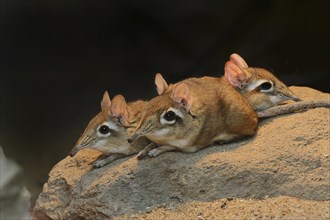 Red-brown elephant shrew or red-brown trunked shrew (Galegeeska rufescens, Elephantulus rufescens),