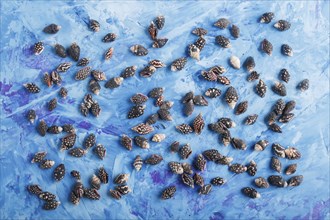 Black small seashells pattern on a blue concrete background, top view, flat lay