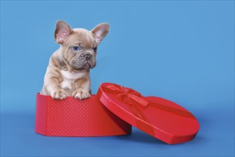 Cute Valentine's day puppy. French Bulldog dog in heart shaped gift box on blue studio background