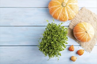 Microgreen sprouts of pea with pumpkin on blue wooden background. Top view, flat lay, copy space