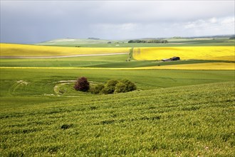 Chalk upland summer farming landscape on the Marlborough Downs, near Beckhampton, Wiltshire,