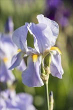 Colorful purple irises in a botanical garden