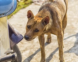 Sad red dog near the scooter in a village