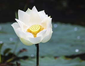 White lotus flower in a botanical garden