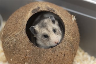 Hamster (Cricetinae spp.) pet animal looking out from a coconut shell, England, United Kingdom,