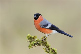 Eurasian bullfinch (Pyrrhula pyrrhula), male, sitting on a branch covered with moss, animals,