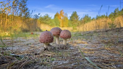 Red fly agaric (Amanita muscaria), poisonous mushroom, red cap with white spots, lucky mushroom,