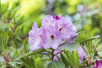 Blooming rhododendron in the botanical garden in spring