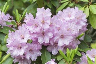 Blooming rhododendron in the botanical garden in spring