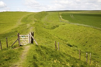 Ditch and embankment of the Wansdyke a Saxon defensive structure on All Cannings chalk downs near