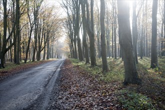 Road passing by brown beech tree autumn leaves through Savernake Forest, Wiltshire, England, UK