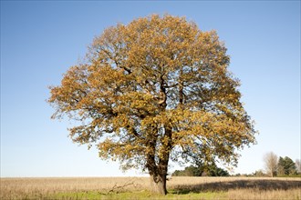 Single oak tree standing in a field in winter, Wantisden, Suffolk, England, UK