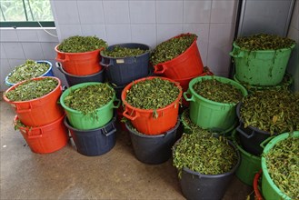 Green tea leaves in several red and black buckets on the ground, tea cultivation and production Cha