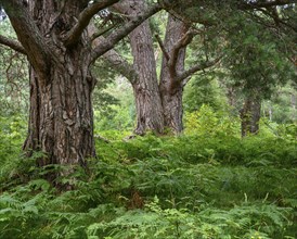 Forest with fern, Aviemore, Scotland, Great Britain