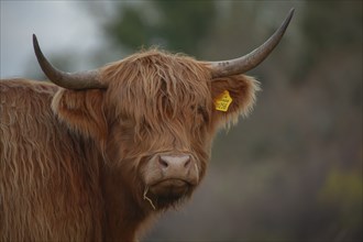 Highland cattle or cow (Bos taurus) adult farm animal head portrait, Suffolk, England, United