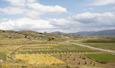 Landscape with sheaves of straw on the Chuicuito peninsula on Lake Titicaca, Puno province, Peru,