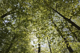 Low angle view of Acer, Maple trees with new green leaves in spring, Quebec, Canada, North America