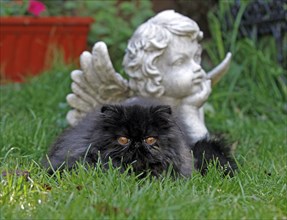 Persian cat, long-haired cat