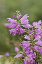 Joint flower (Physostegia virginiana), inflorescence, ornamental plant, North Rhine-Westphalia,