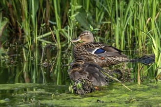 Mallard, wild duck (Anas platyrhynchos) female resting with two ducklings in marsh, marshland in