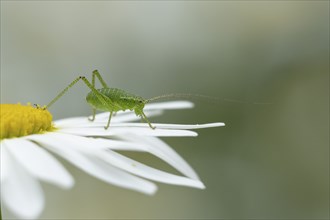 Speckled bush cricket (Leptophyes punctatissima) adult insect resting on an Oxeye daisy flower,