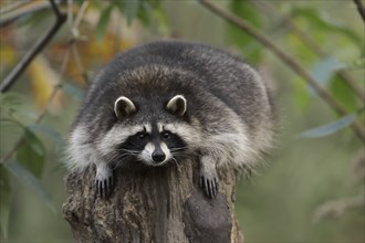 Raccoon (Procyon lotor), Hesse, Germany, Europe