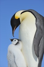 Emperor penguins, Aptenodytes forsteri, with a Chick, Snow Hill Island, Antartic Peninsula,