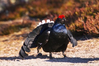 Black grouse, Lyrurus tetrix, Tetrao tetrix, Bavaria, Bavaria, Federal Republic of Germany