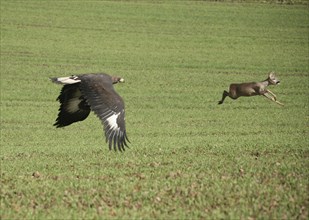 Golden eagle (Aquila chrysaetos) mating bird flying towards roe deer (Capreolus capreolus) over