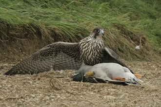 Gerfalcon (Falco rusticolus) young mating bird mantles over a mallard drake (Anas platyrhynchos)