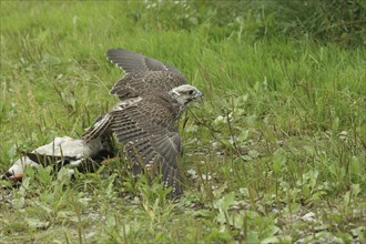 Gerfalcon (Falco rusticolus) young mallard trying to pull beaten mallard drake (Anas platyrhynchos)