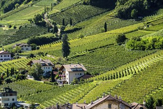 Landscape in the Adige Valley, in South Tyrol, above the village of Tramin, vineyards dominate the