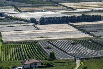 Apple-growing area and wine-growing, in the Adige Valley, South Tyrol, large areas under