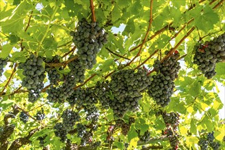 Wine-growing, in the Adige Valley, near the village of Caldaro on the Wine Road, red wine vines,